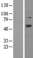 ANGPT1 / Angiopoietin-1 Protein (Over-Expression Lysate Myc-DDK (Flag))