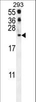 CCL21 / SLC Antibody (aa23-52)