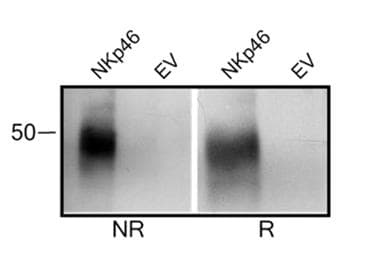 NCR1 / NKP46 Antibody (clone WEN23)