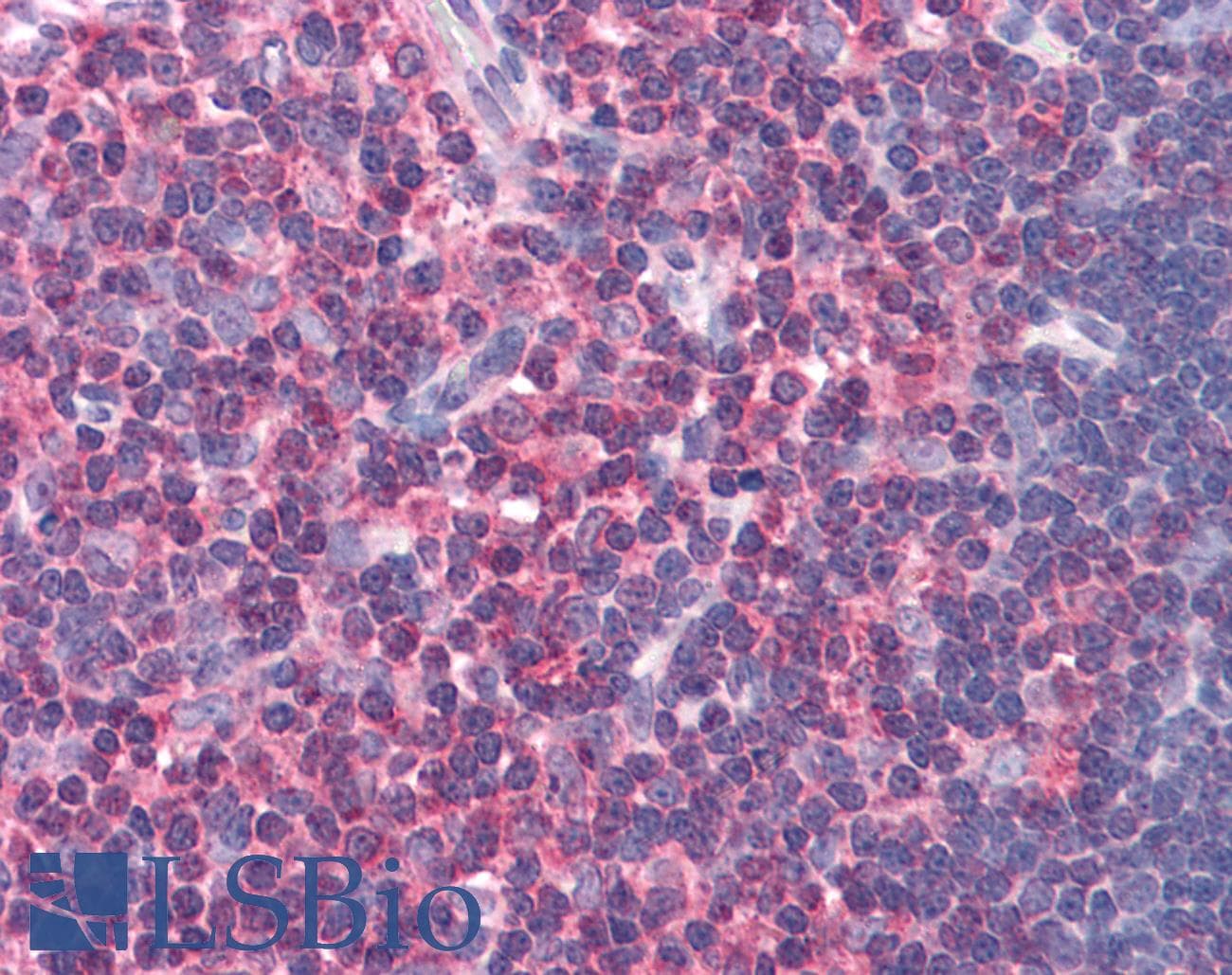 IHC-plus™ CDC23 Antibody
