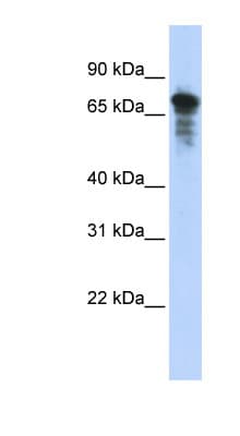 RHPN1 / RHOPHILIN Antibody (aa215-264)