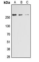 Polyclonal Rabbit anti-Human Acetyl-CoA Carboxylase / ACC Antibody (phospho-Ser80, IHC, WB)