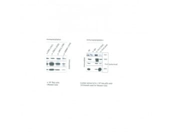 ORC2L / ORC2 Antibody (clone 3G6)