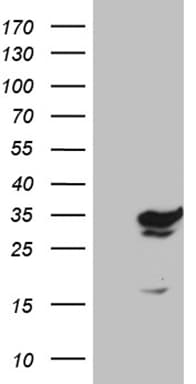 GTPCH1 / GCH1 Antibody (clone OTI3A3, Carrier-free)