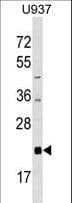 Polyclonal Rabbit anti-Human AKIRIN2 Antibody (aa177-203, WB)