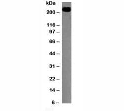 CD45RB Antibody (clone PTPRC/1147)