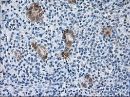 Monoclonal Mouse anti-Human SORD / Sorbitol Dehydrogenase Antibody (clone OTI9E7, IHC, IF, WB)