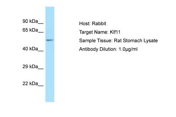 KLF11 Antibody (N-Terminus)