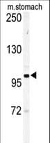 Polyclonal Rabbit anti-Mouse EPHA6 / EPH Receptor A6 Antibody (aa1006-1035, IHC, WB)