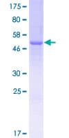 Human TPSD1 / Tryptase Delta 1 Protein (Recombinant GST)