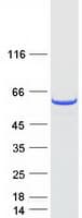 Human MYBPH Protein (Recombinant Myc-DDK (Flag))