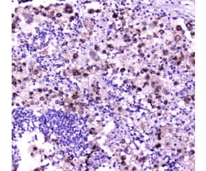 NPC2 Antibody