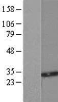 SMUG1 Protein (Over-Expression Lysate Myc-DDK (Flag))
