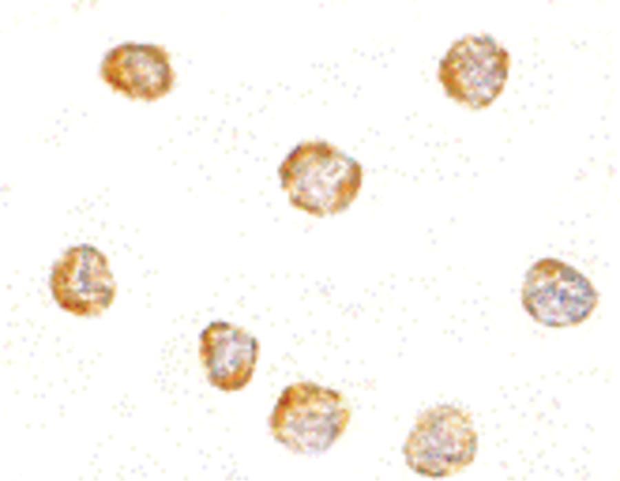 NKIRAS1 Antibody