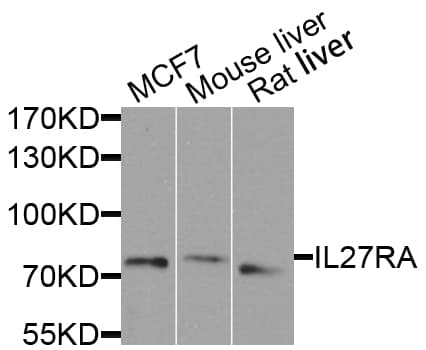 IL27RA Antibody