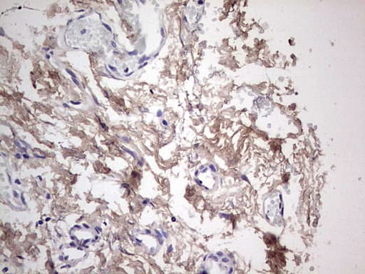 SNX12 Antibody (clone OTI3A4)