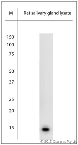 NGF Antibody (aa130-180)