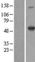 IFIT3 Protein (Over-Expression Lysate Myc-DDK (Flag))