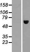 MAGEE2 Protein (Over-Expression Lysate Myc-DDK (Flag))