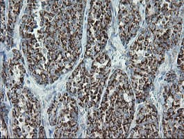 MRPS27 Antibody (clone OTI6E5)
