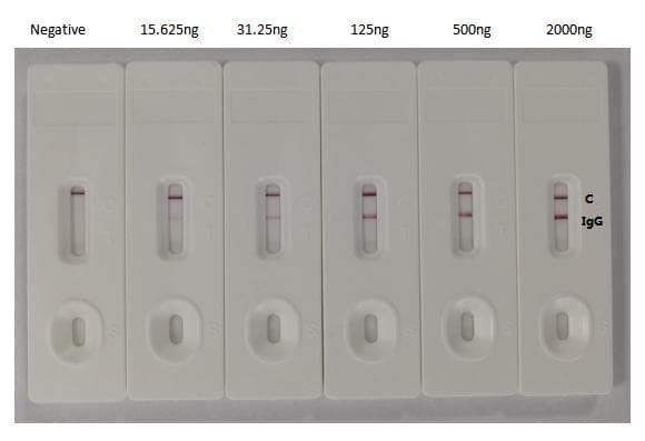 SARS-CoV-2 Spike Glycoprotein Antibody (aa16-685, clone H6)