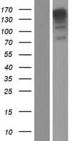MN1 Protein (Over-Expression Lysate Myc-DDK (Flag))
