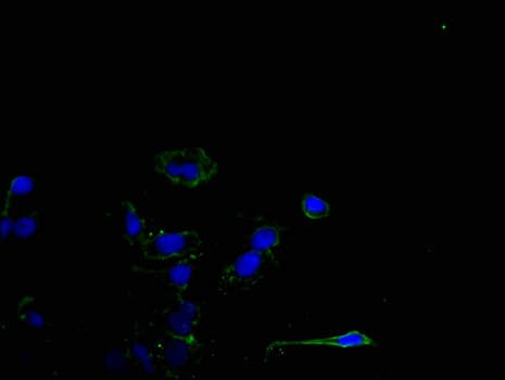 MPP5 Antibody