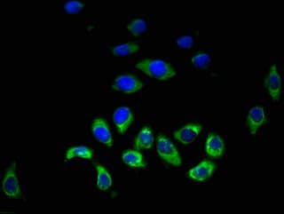 HRH3 / Histamine 3 Receptor Antibody