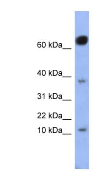 NKX6-3 Antibody (aa71-120)