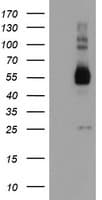 TULP3 Antibody (clone OTI7B8)