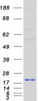 Human LDOC1 Protein (Recombinant Myc-DDK (Flag))