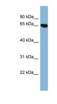 RIC8B Antibody (aa323-372)
