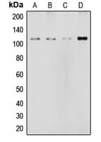 NOTCH2 Antibody (Internal)