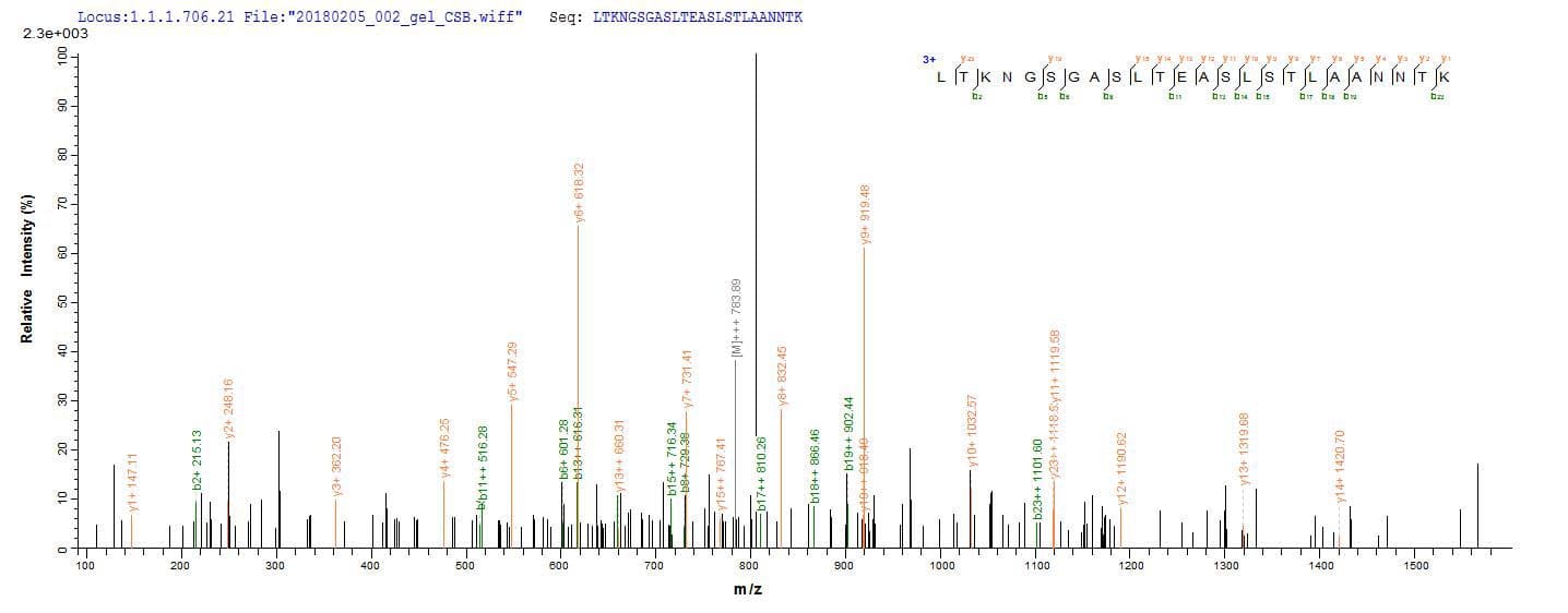 Shigella flexneri fliC Protein (Recombinant 10His, N-terminus)