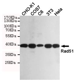 Monoclonal Mouse anti-Human RAD51 / RECA Antibody (WB)