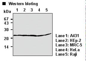 BAX Antibody (clone 4F11)
