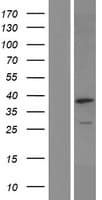 NGDN Protein (Over-Expression Lysate Myc-DDK (Flag))