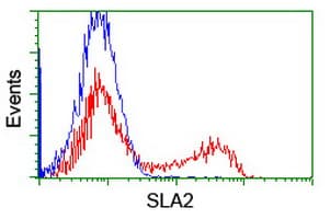SLA2 / SLAP2 Antibody (clone OTI2F7)