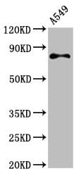 RXFP2 / LGR8 Antibody