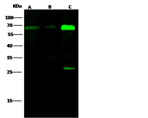 EHD2 Antibody (Preservative Free)