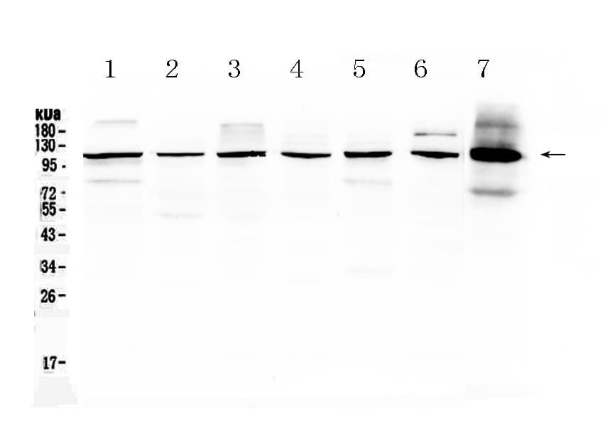 HDAC4 Antibody