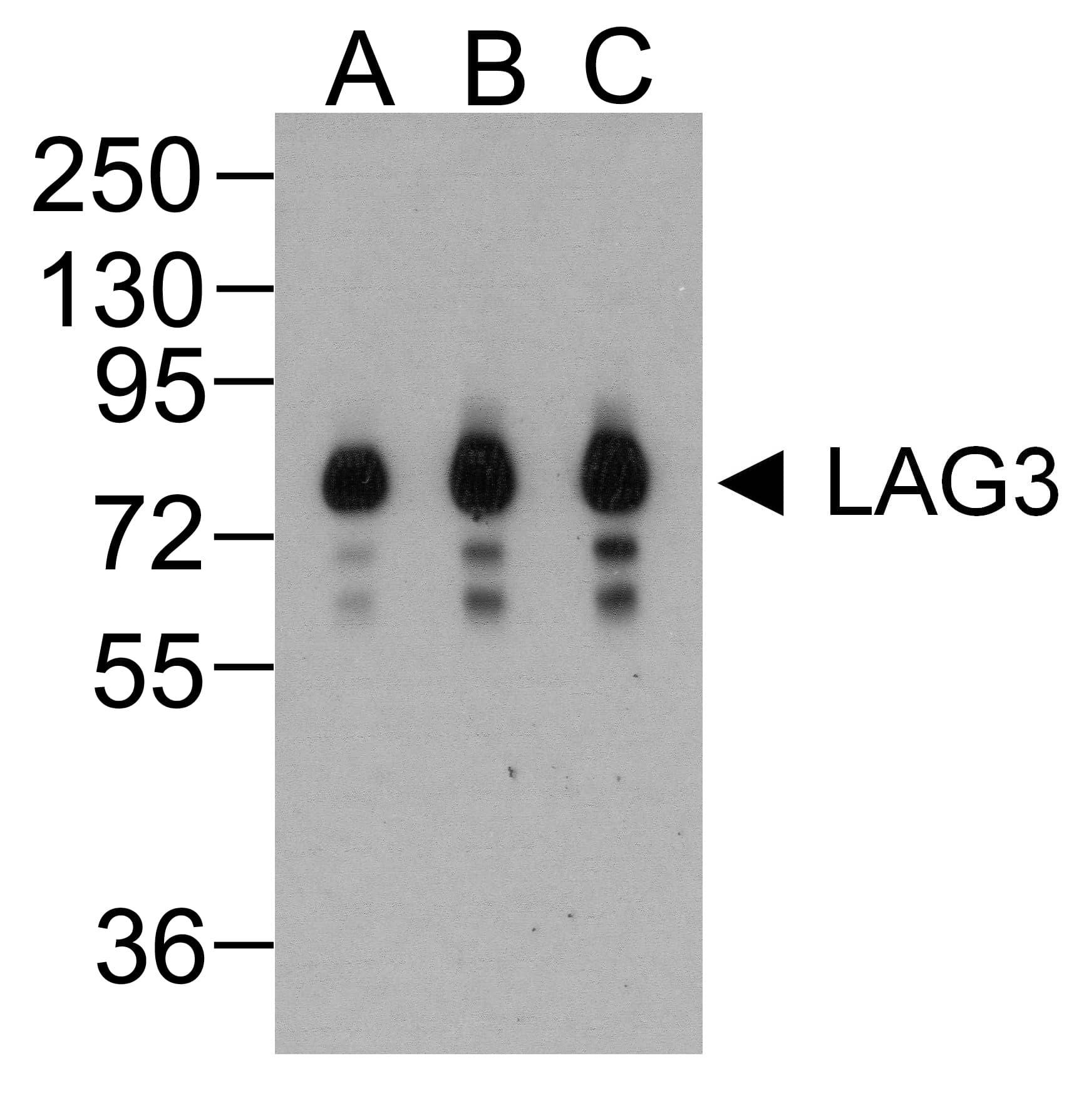 LAG3 Antibody (clone 1G4)
