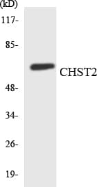 CHST2 Antibody (aa42-91)