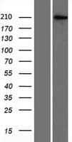BAZ2A / TIP5 Protein (Over-Expression Lysate Myc-DDK (Flag))