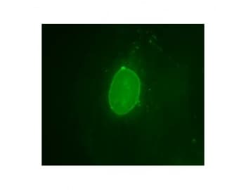 Polyclonal Sheep anti-Rodent EMD / Emerin Antibody (N-Terminus, IF, WB)