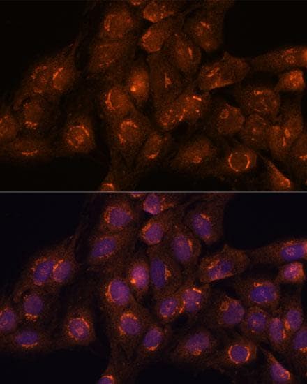 GCP60 / ACBD3 Antibody