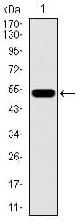 C17orf53 Antibody (aa282-527, clone 3E10H2)