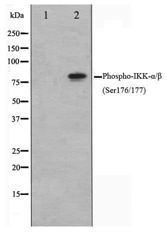 CHUK / IKKA / IKK Alpha Antibody (phospho-Ser177)