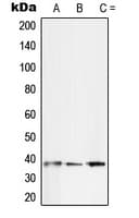 SFRP2 Antibody (Internal)