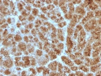 CELA3B / ELA3B Antibody (clone CELA3B/1257)